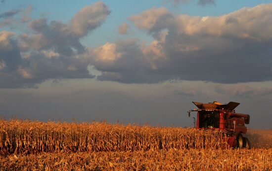 Corn harvesting in Primorye Territory