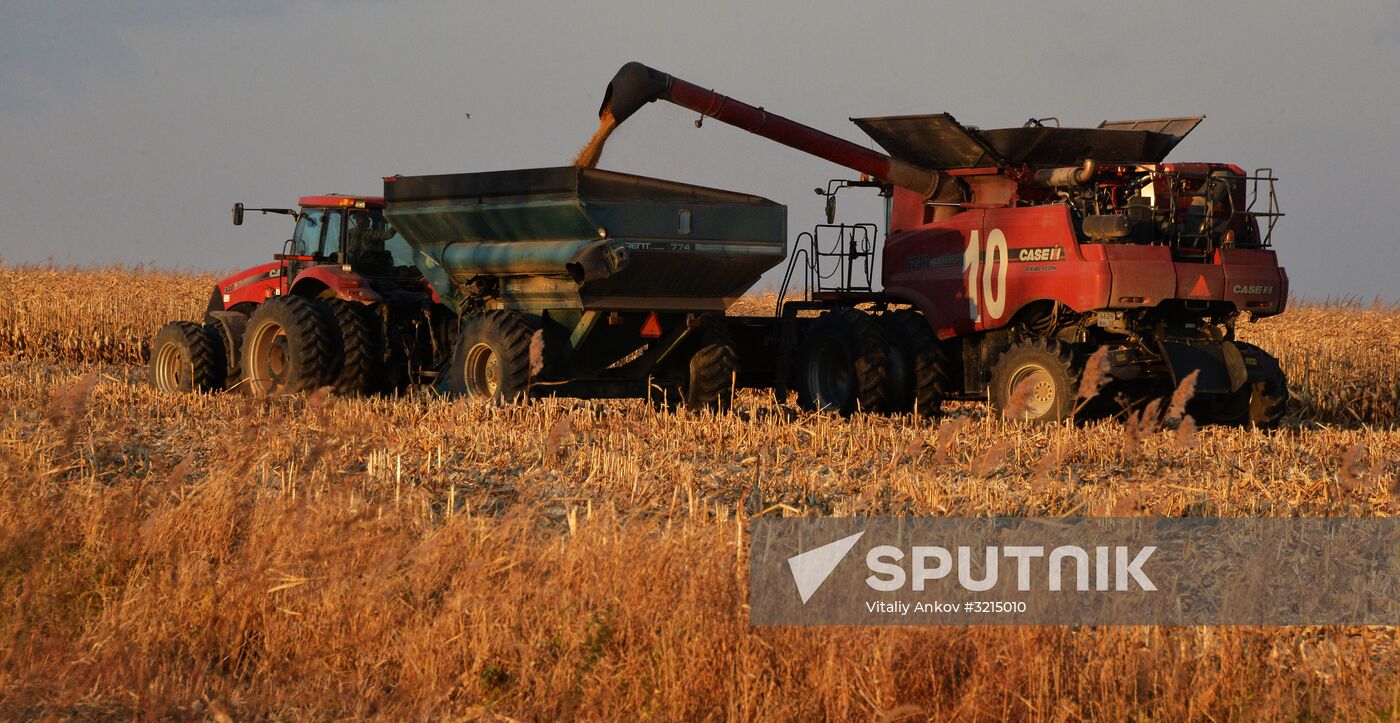 Corn harvesting in Primorye Territory