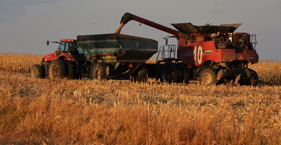 Corn harvesting in Primorye Territory