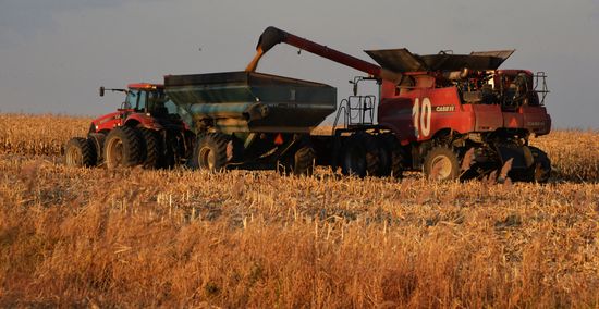 Corn harvesting in Primorye Territory