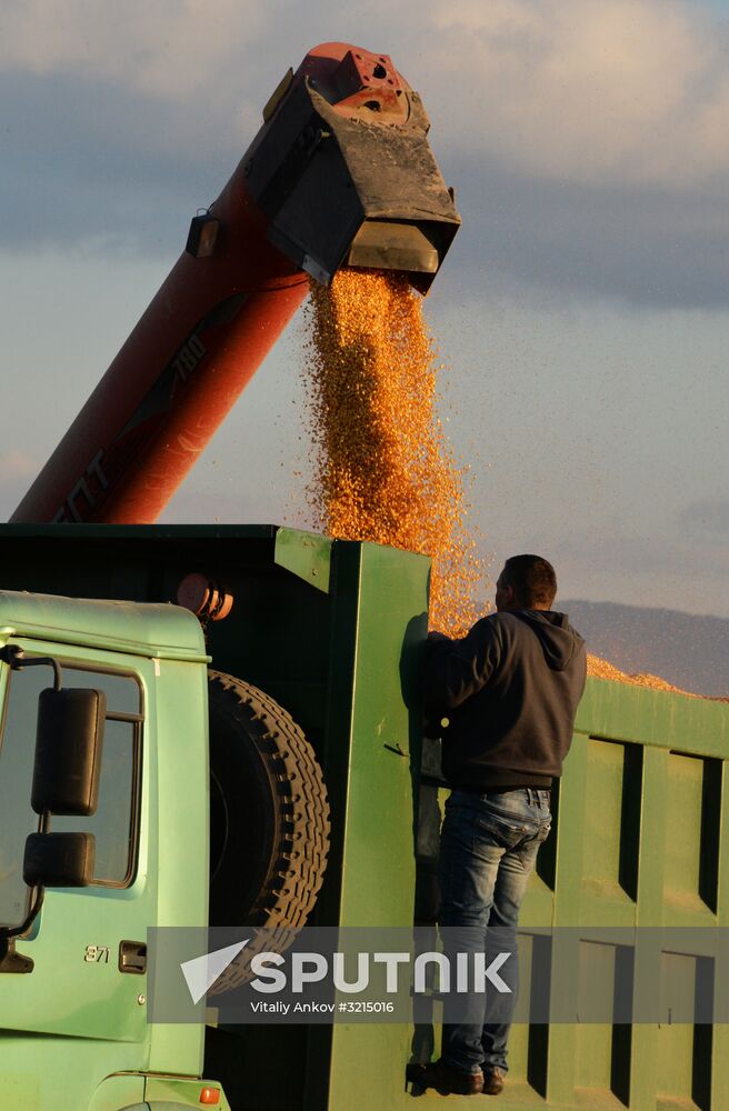 Corn harvesting in Primorye Territory