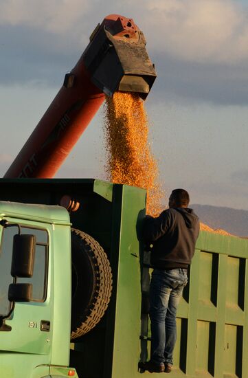 Corn harvesting in Primorye Territory