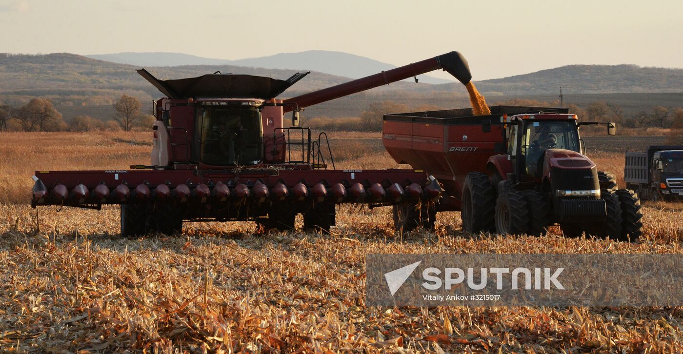 Corn harvesting in Primorye Territory