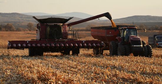 Corn harvesting in Primorye Territory