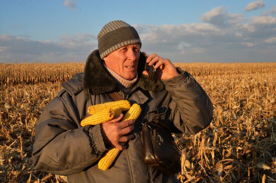 Corn harvesting in Primorye Territory