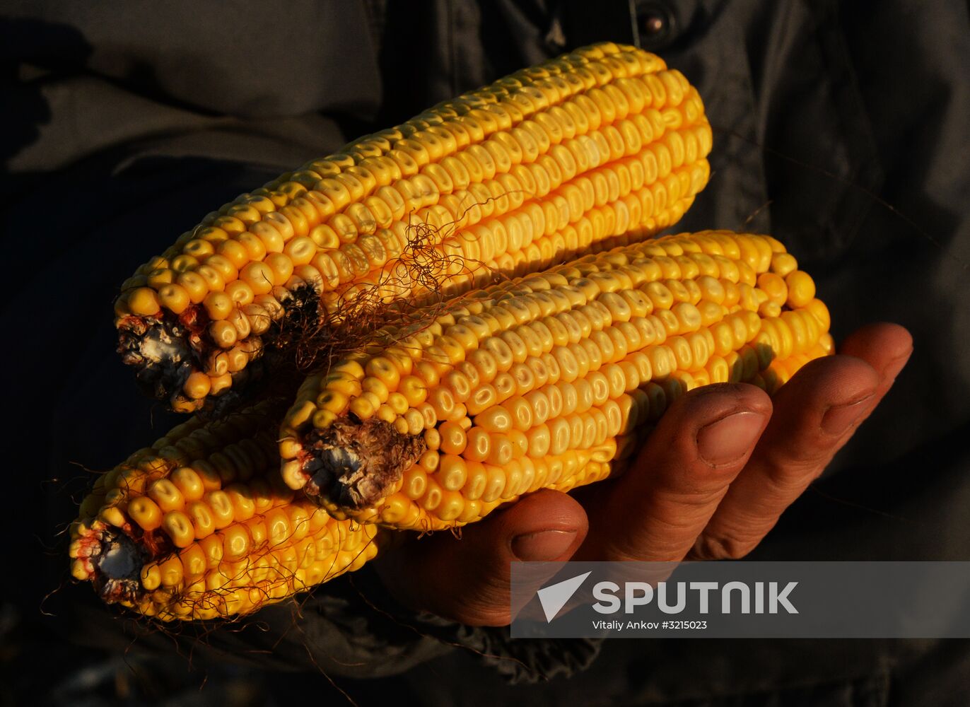 Corn harvesting in Primorye Territory