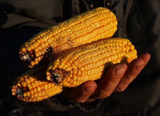 Corn harvesting in Primorye Territory