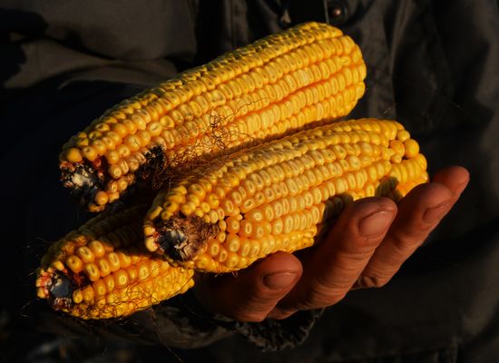 Corn harvesting in Primorye Territory
