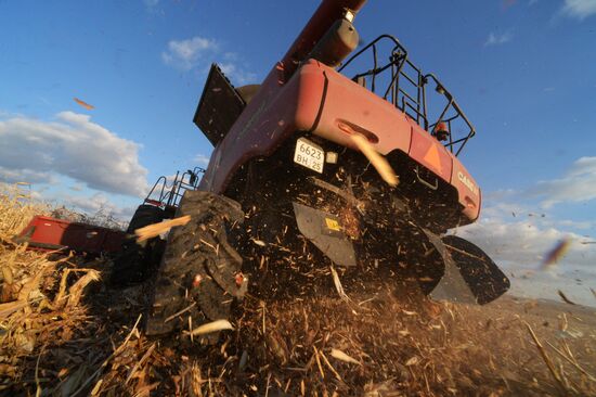 Corn harvesting in Primorye Territory