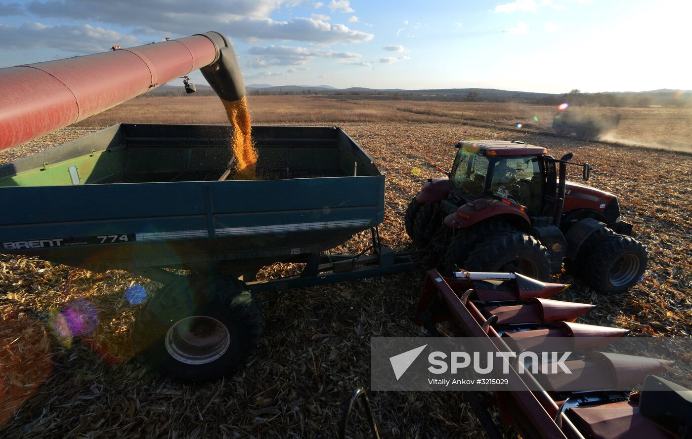 Corn harvesting in Primorye Territory