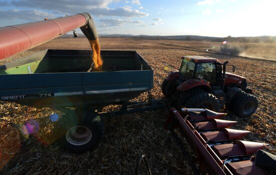 Corn harvesting in Primorye Territory