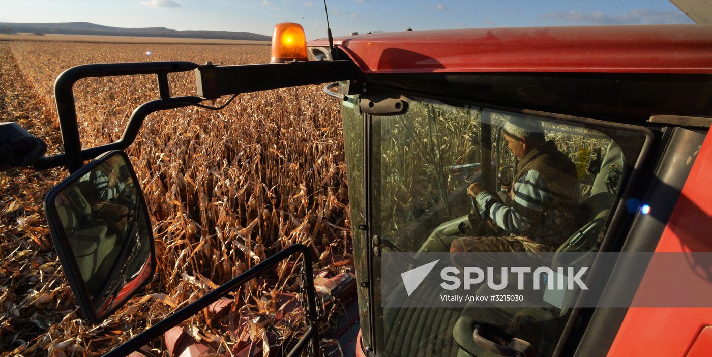 Corn harvesting in Primorye Territory