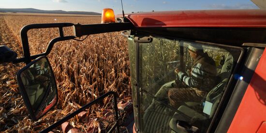 Corn harvesting in Primorye Territory