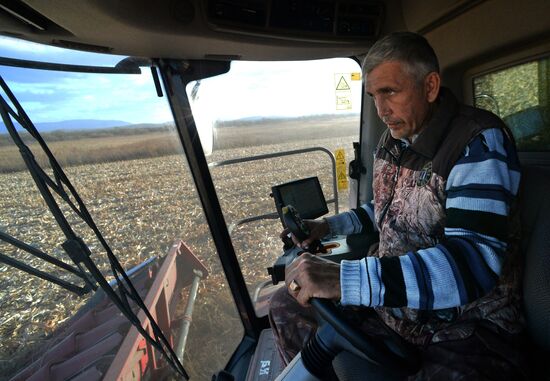 Corn harvesting in Primorye Territory