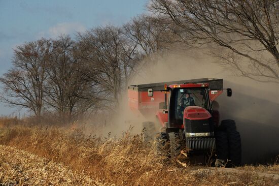 Corn harvesting in Primorye Territory