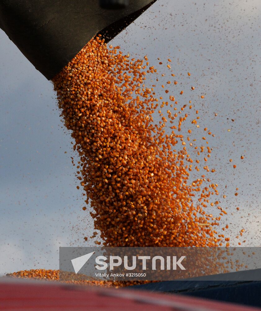 Corn harvesting in Primorye Territory