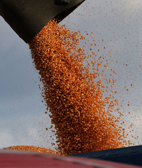 Corn harvesting in Primorye Territory