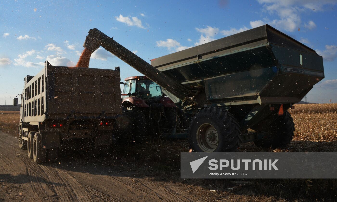 Corn harvesting in Primorye Territory