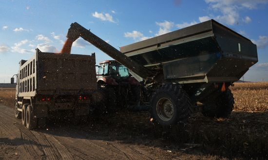 Corn harvesting in Primorye Territory