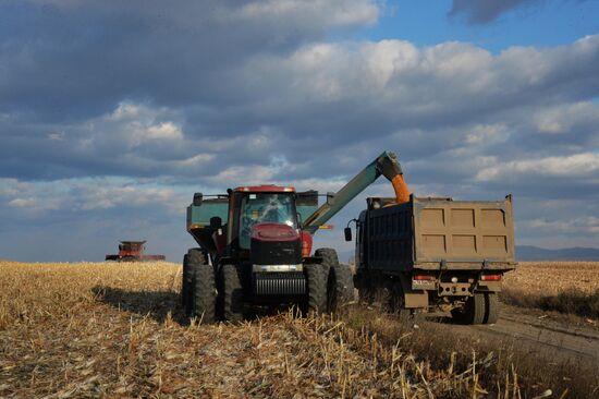 Corn harvesting in Primorye Territory