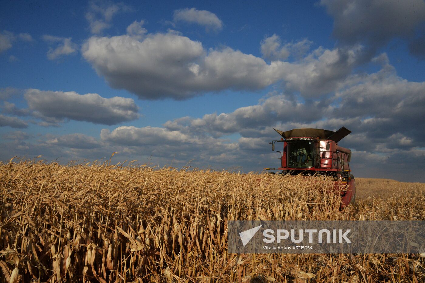 Corn harvesting in Primorye Territory