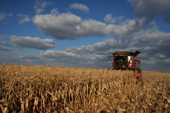 Corn harvesting in Primorye Territory