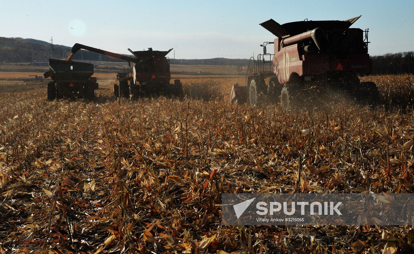 Corn harvesting in Primorye Territory