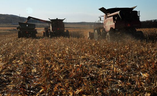 Corn harvesting in Primorye Territory