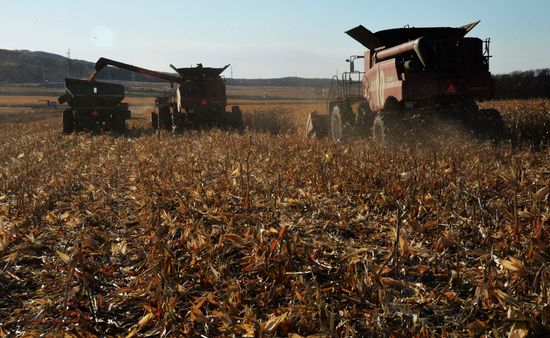 Corn harvesting in Primorye Territory