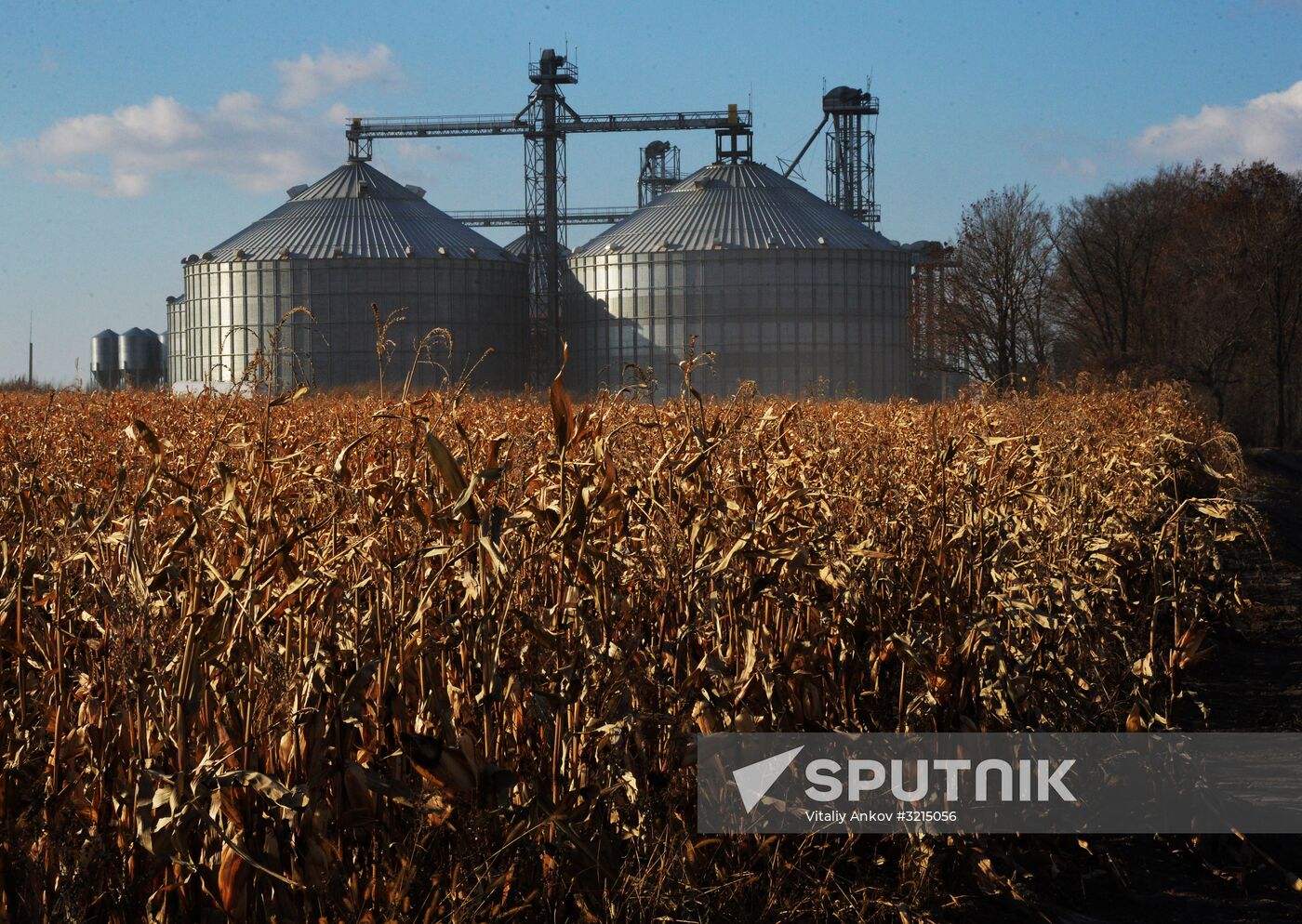 Corn harvesting in Primorye Territory