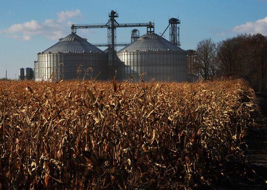 Corn harvesting in Primorye Territory