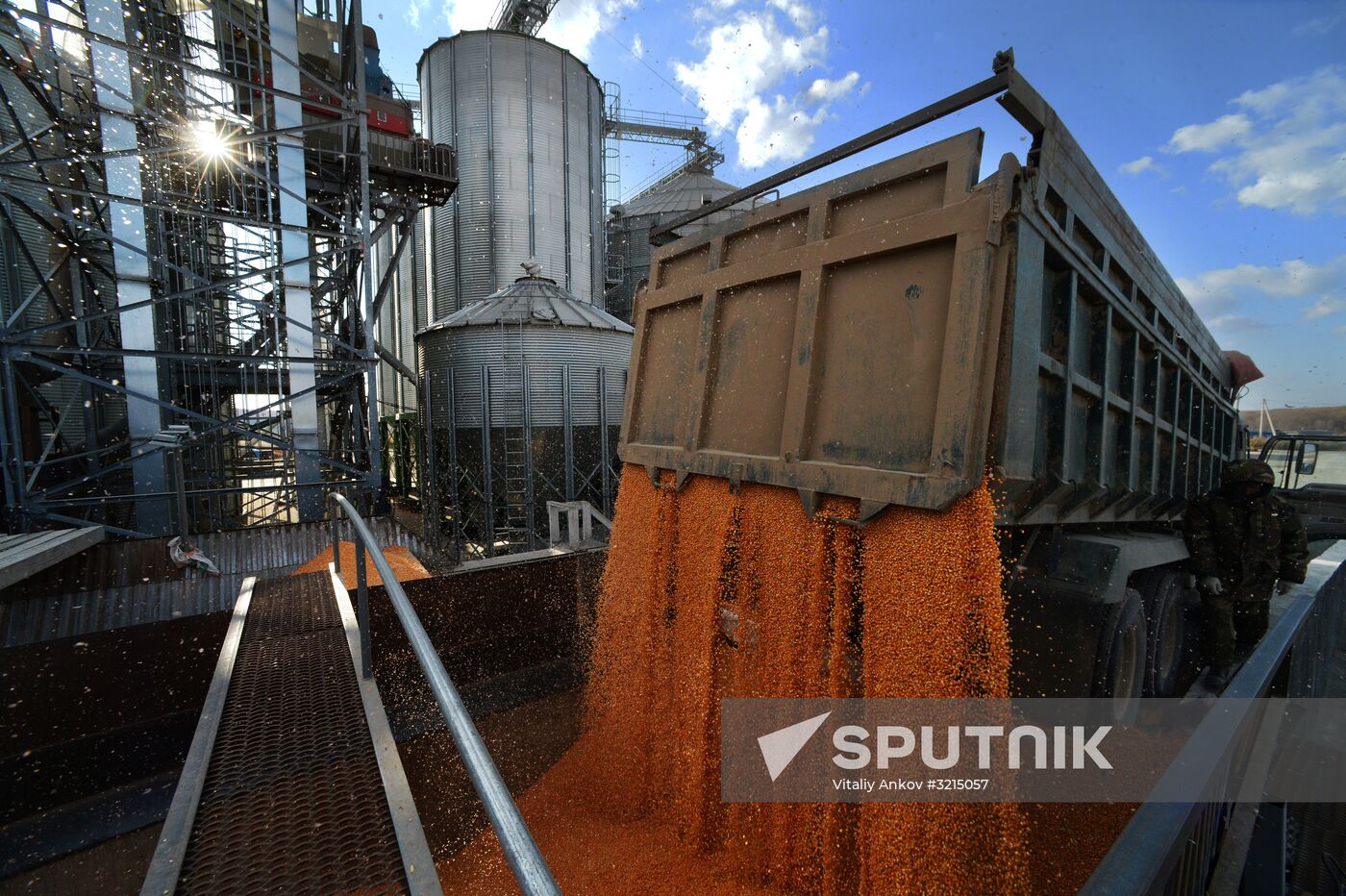 Corn harvesting in Primorye Territory