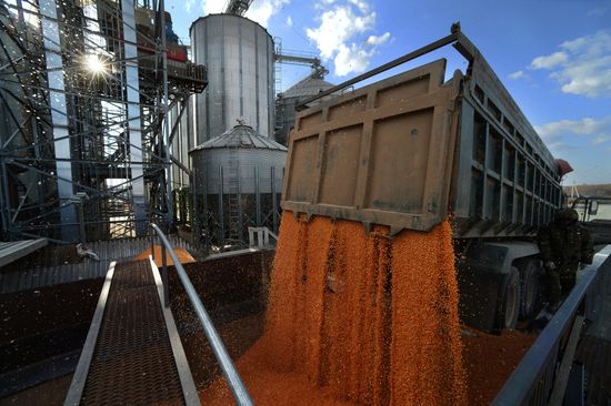 Corn harvesting in Primorye Territory
