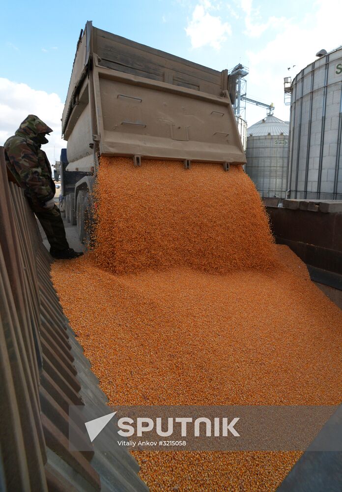 Corn harvesting in Primorye Territory