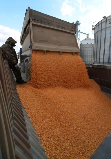 Corn harvesting in Primorye Territory