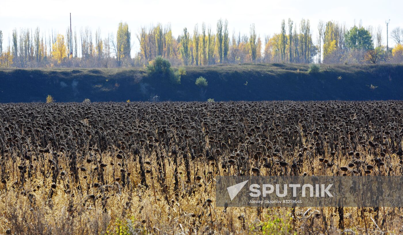 Autumn in Voronezh Region