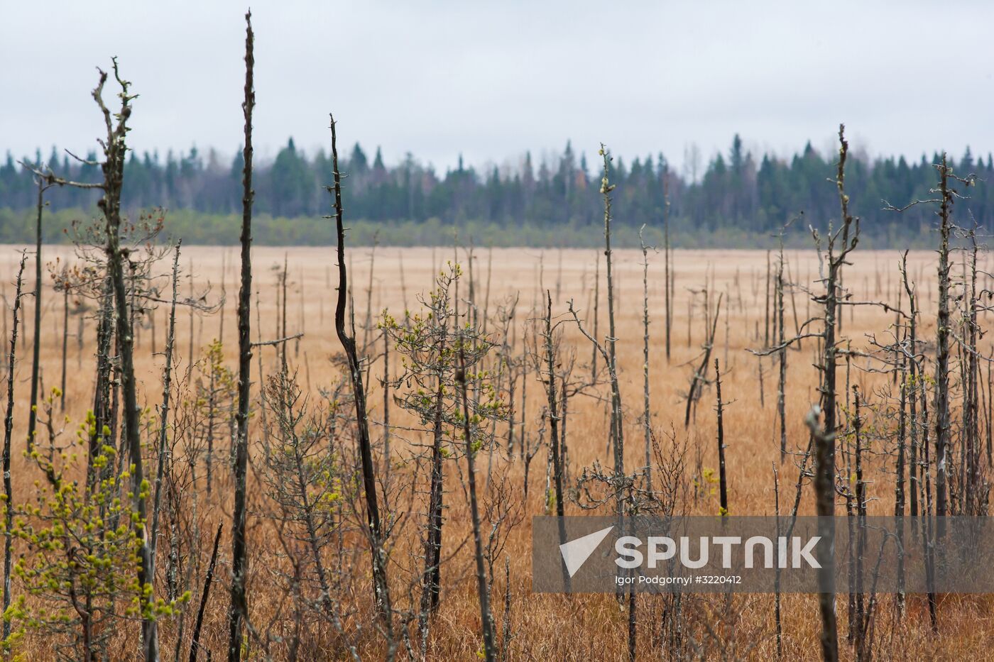 Autumn in Karelia