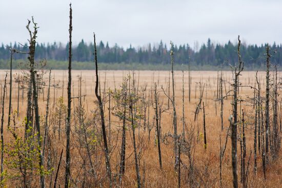 Autumn in Karelia
