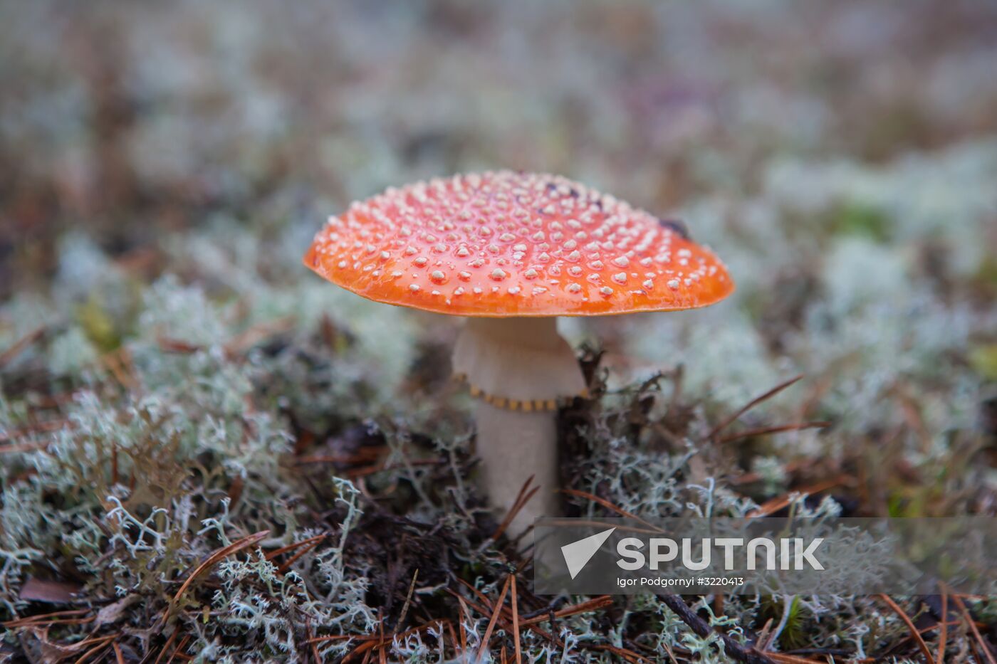 Autumn in Karelia