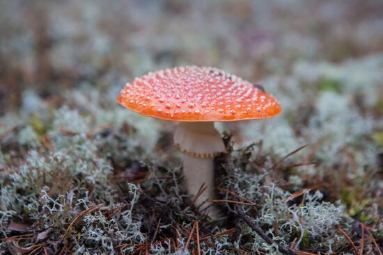 Autumn in Karelia