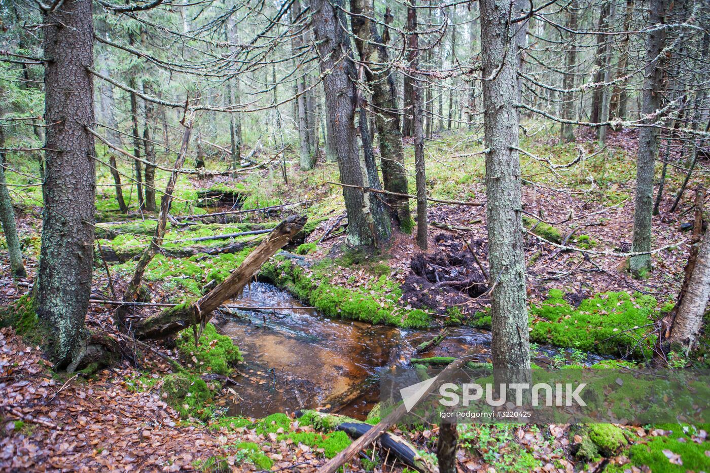 Autumn in Karelia