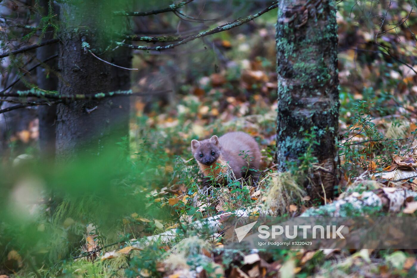 Autumn in Karelia