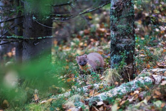 Autumn in Karelia