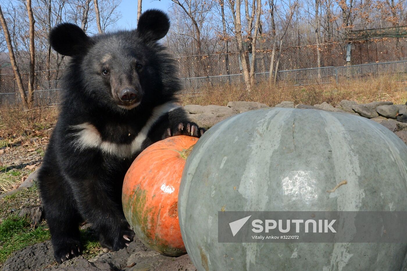 Asian black bears at Primorye Territory Safari Park