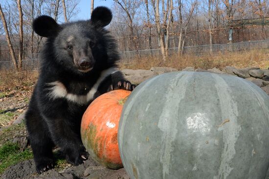 Asian black bears at Primorye Territory Safari Park