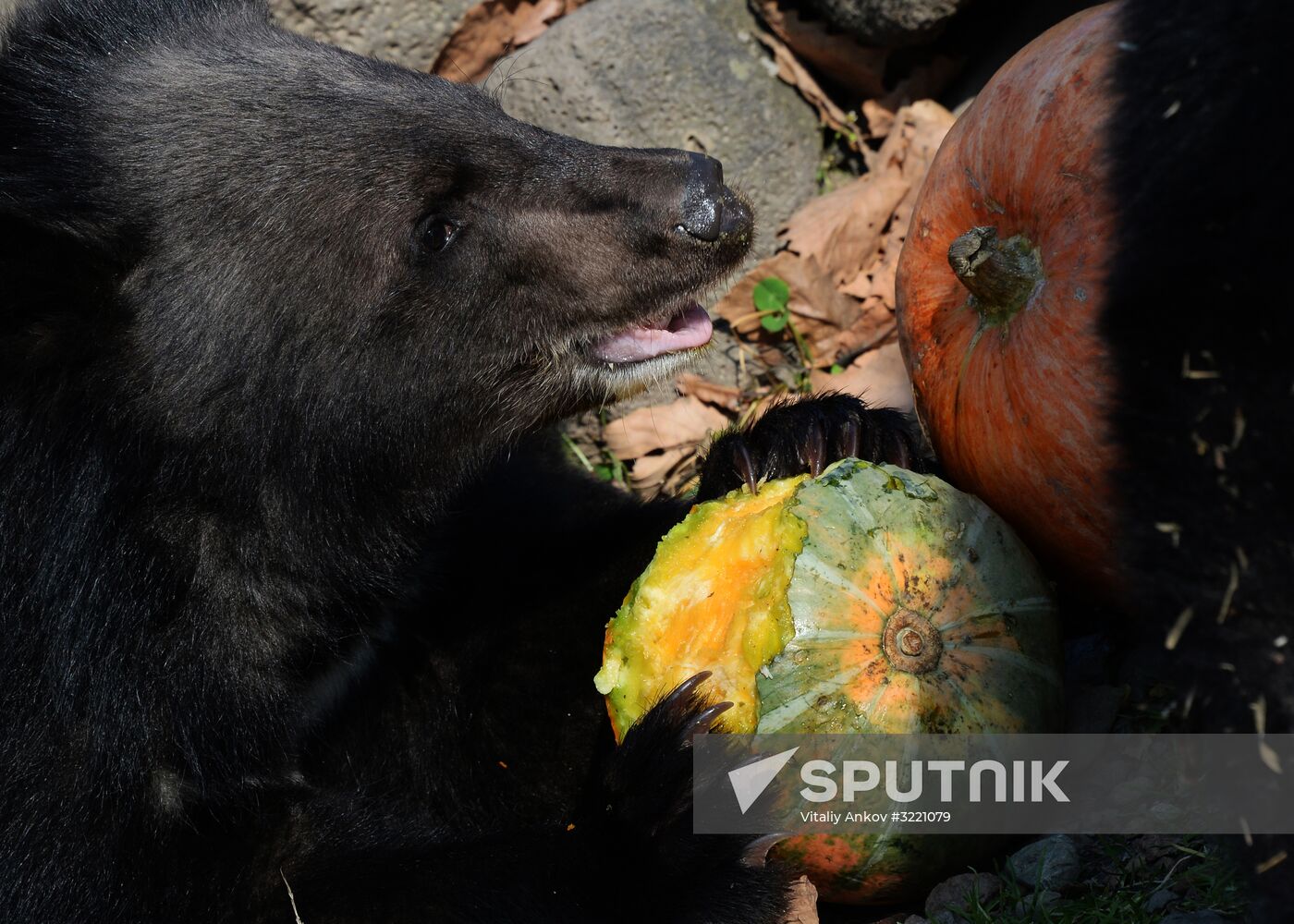 Asian black bears at Primorye Territory Safari Park