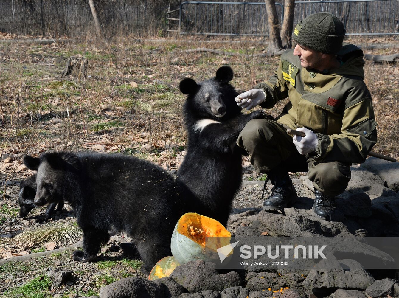 Asian black bears at Primorye Territory Safari Park