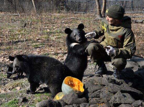 Asian black bears at Primorye Territory Safari Park