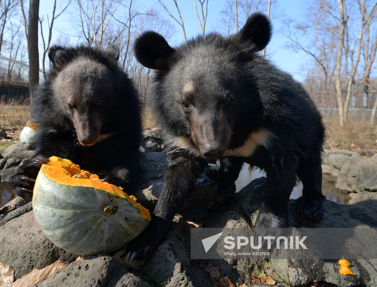 Asian black bears at Primorye Territory Safari Park