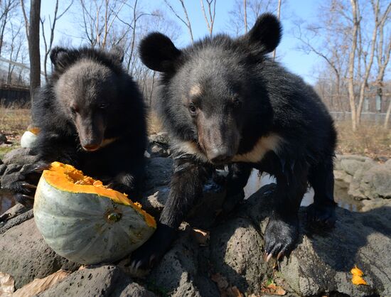 Asian black bears at Primorye Territory Safari Park